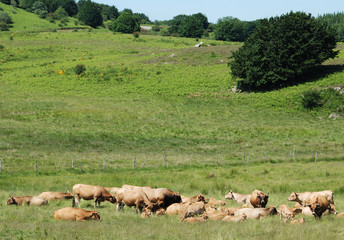 Paysage du Languedoc