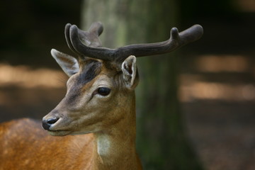 Reh © Petra Kohlstädt