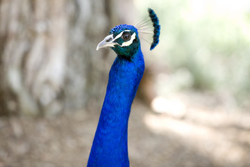 Naklejka premium Peacock with Thick Neck 1