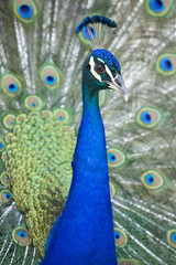 Peacock Presenting 17