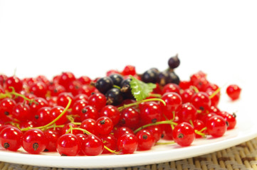 Red and black currant