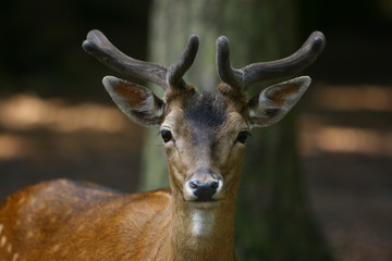 Reh © Petra Kohlstädt