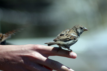 Vogel