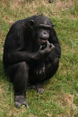 Schimpanse