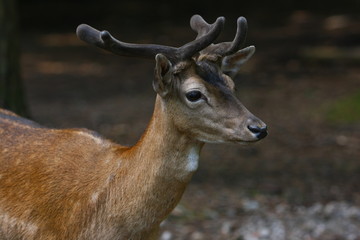 Fototapeta premium reh