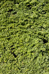 wall made of green leaves