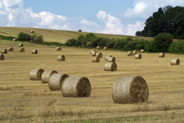 Fototapeta premium Straw rolls