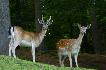 reh © Petra Kohlstädt