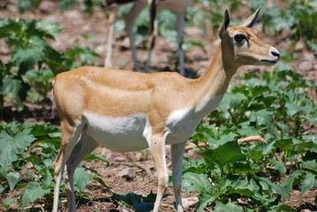 safari