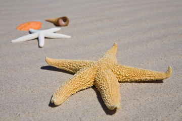 Starfish and seashell