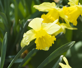narcissus