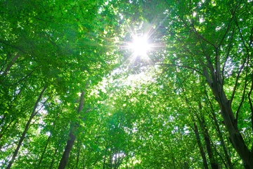 Foto auf Acrylglas Bäume Sonnenlicht in den Bäumen des Waldes  © Alex