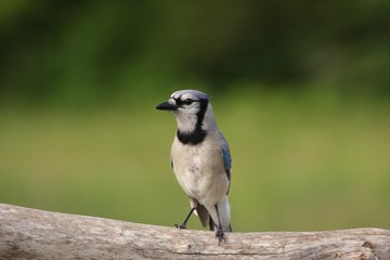 A Blue Jay