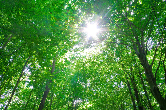 Fototapeta sunlight in trees of forest