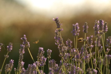 lavanda