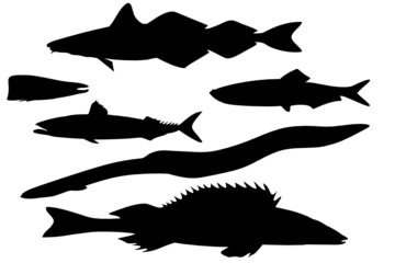 Collection of Fish - one