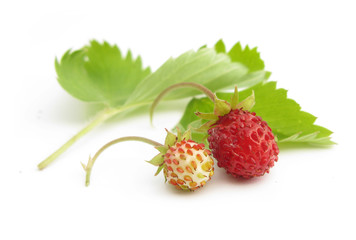 Wild strawberries white and red with leaves