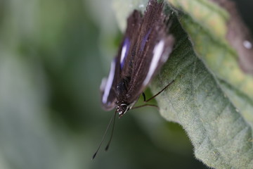 Obraz premium schmetterling