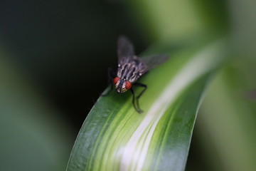 Naklejka premium fliege