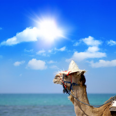 Afrika