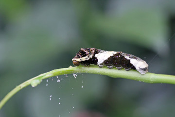 Obraz premium Schmetterling