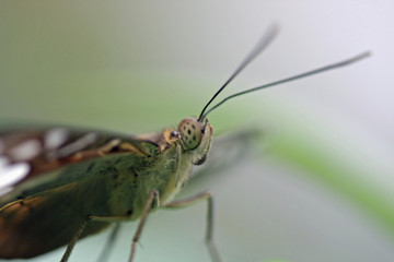 schmetterling