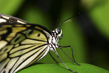 Makro von einem Schmetterling auf einem Blatt