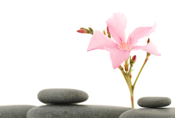Obraz na płótnie Canvas pink laurel flower over white