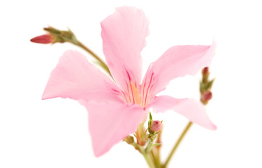 Fototapeta na wymiar pink laurel flower over white