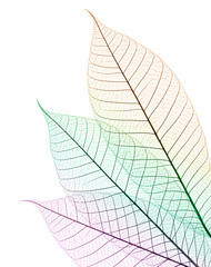color leaf