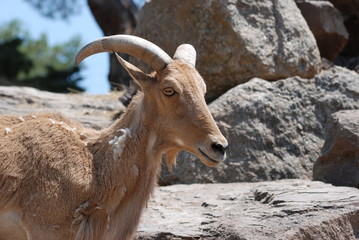 mouflon