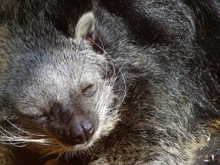 Binturong