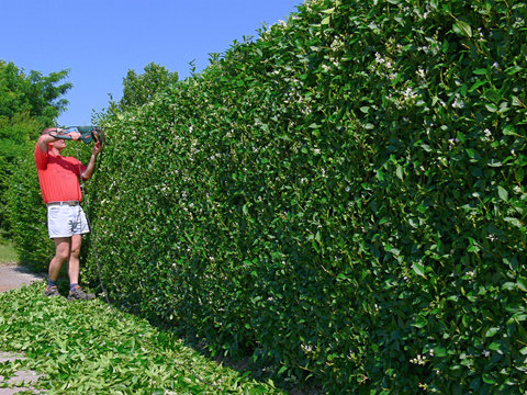 Hecke schneiden