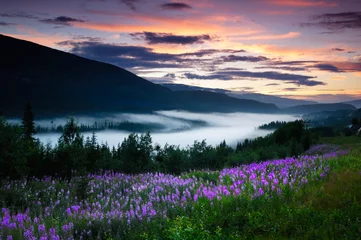 Fotobehang Lavendel Noorwegen vallei