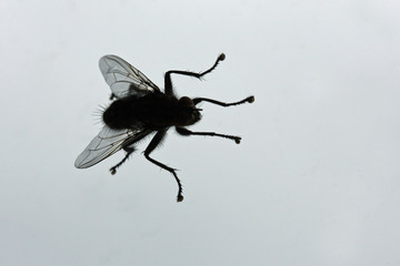 Mücke
