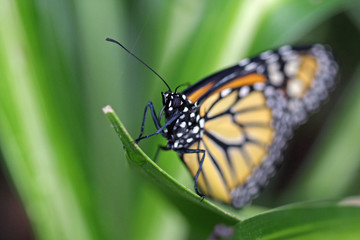 Fototapeta premium schmetterling