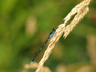 Blue damselflie