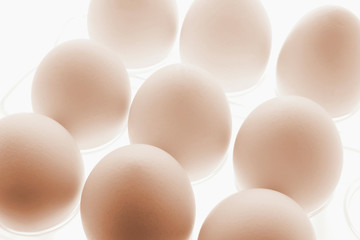 White Eggs on Plastic Egg Carton
