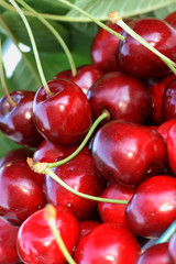 Freshly picked cherries