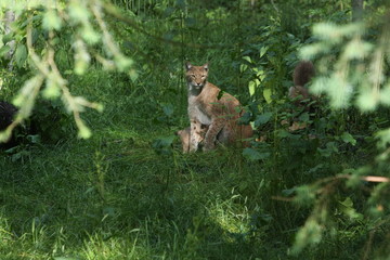 luchs