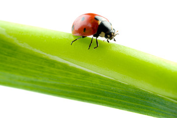 Ladybug sitting on a green grass