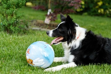 border collie avec un balle © Mod