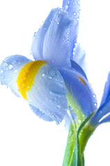 Beautiful fresh iris flowers with waterdrops