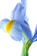 Photo sur Plexiglas Iris Beautiful fresh iris flowers with waterdrops