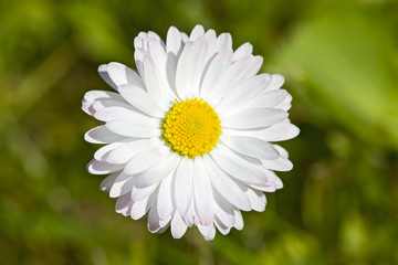 Fototapeta premium White gerbera