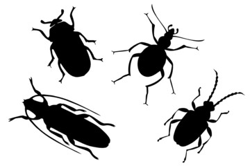 Collection of Beetles - two