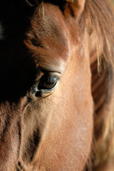 Horse Portrait