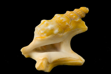 shell
