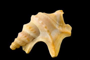 shell