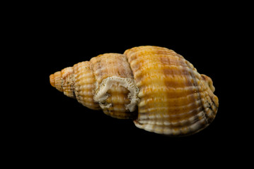 shell
